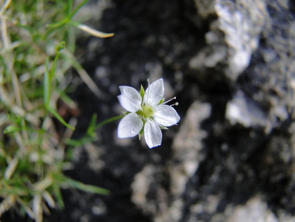 id nord grecia - Minuartia sp.